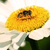 Bee on Flower