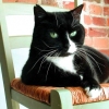 baby cat on chair
