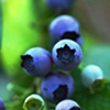 Blue Berries