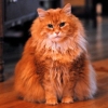 OllieWallieford Cat 3