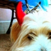 devilish dusty