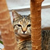 Dash Cat