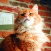 ollie on chair