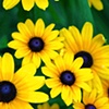 Yellow flowers