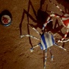Sugar Crab Animatic