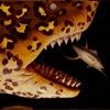 Jaguar Shark Animatic