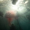 Blood in the Water