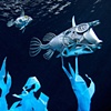 Hubcapfish