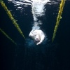 Daffodil Swimming Lanes