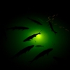 Tarpon