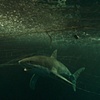Jaws 1916