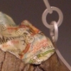 Manhattan Necklace