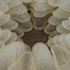 cups