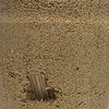 Sawdust