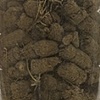 Dirt turds
