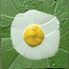 Over Easy,
by Lynn Dubnicka, NC

