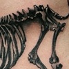 Deer Skeleton