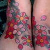 Cherry Blossoms
