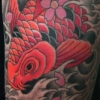 Koi