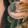 Pelican