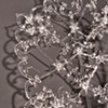 Laceware       (detail)