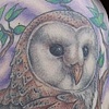 Owl and Koi