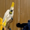 The Bird