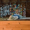 Asleep on the Stupid Room