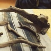 Badass driftwood