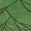 Pine Branch
