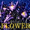 F L O W E R 
Click images to enlarge