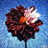 Divine Dahlia