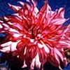 Coral Dahlia