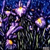 Irises 