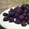 puddings