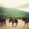 strays