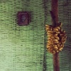 Mango Tree