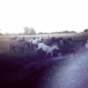 horses