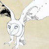 owl