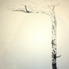silver birch