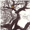 Tree House 2