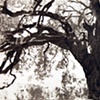 Tree House 1