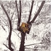 Tree House 4