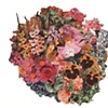 Flora I