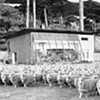 Modern Husbandry