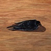 Swallow
