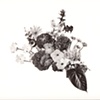 Flora II
