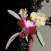 Orchid Boutonni&egrave;re