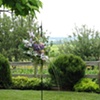 The Vine Hill House