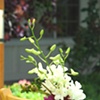 Pew Arrangement